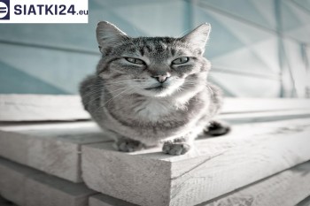 Siatki Wągrowiec - Solidna siatka dla kotów dla terenów Wągrowca